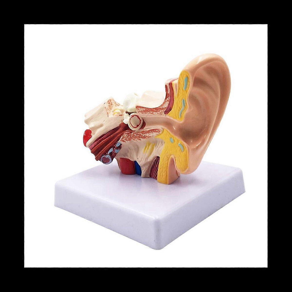 Professional Desktop Inner Ear Structure Simulation Model