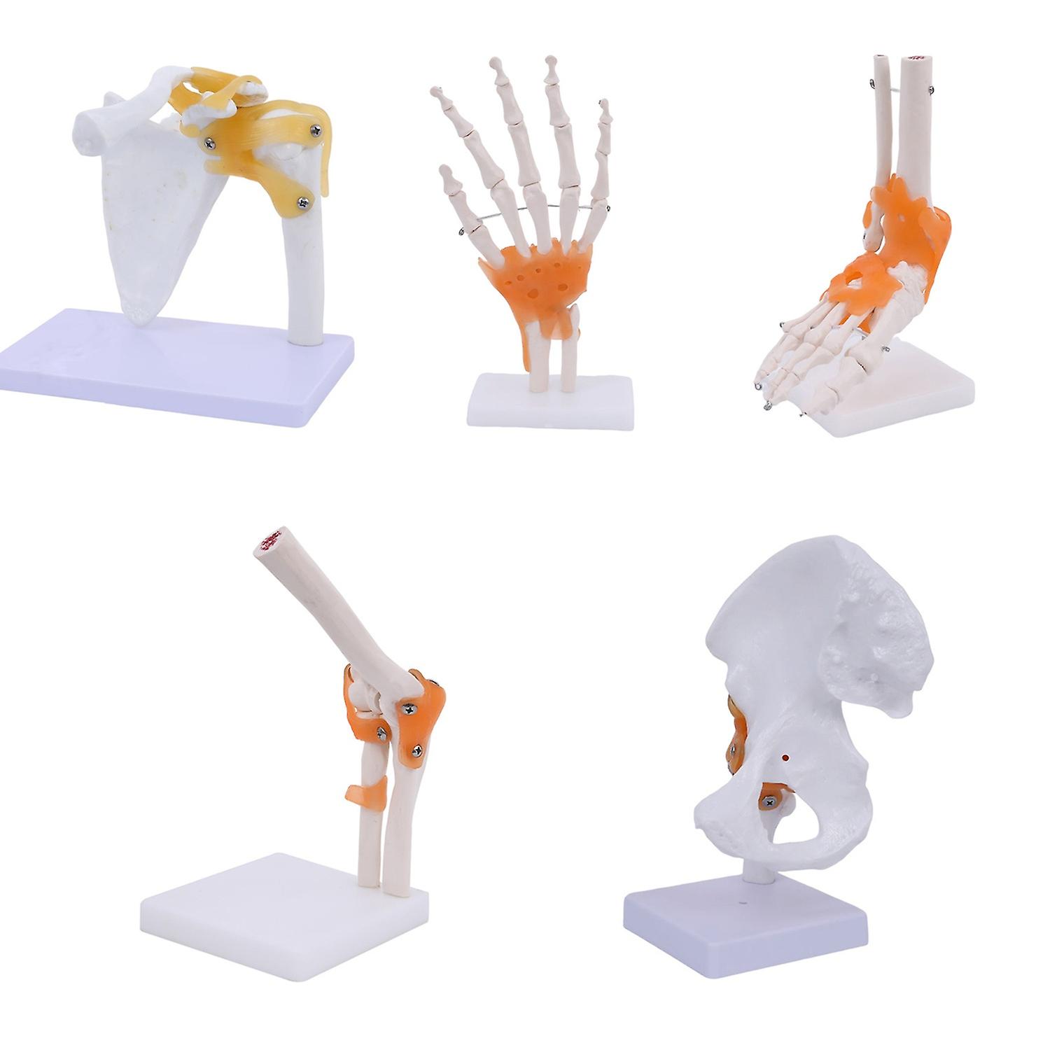 Life Size Human Elbow Joint Model - PVC Material for Medical and Educational Use