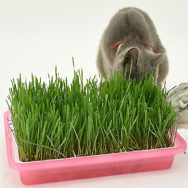 Household Cat Grass Planter Catnip Grass Planter Convenient Hydroponic Cat Grass Box