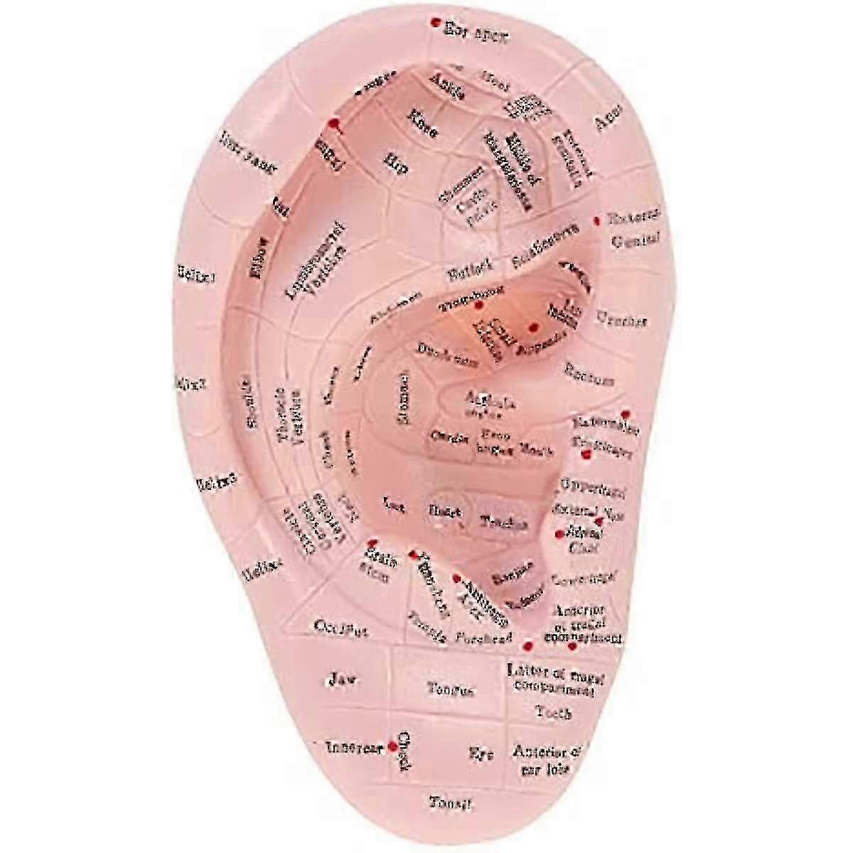 Professional Ear Acupuncture Model - Reflexology Acupoint Learning Display for Laboratory Supplies & Educational Use
