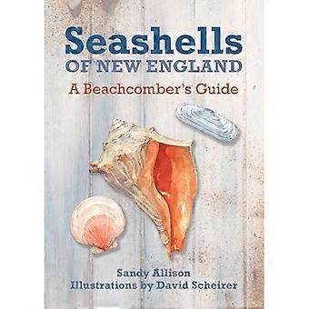 Coquillages de la nouvelle-Angleterre : Guide d’un Beachcomber