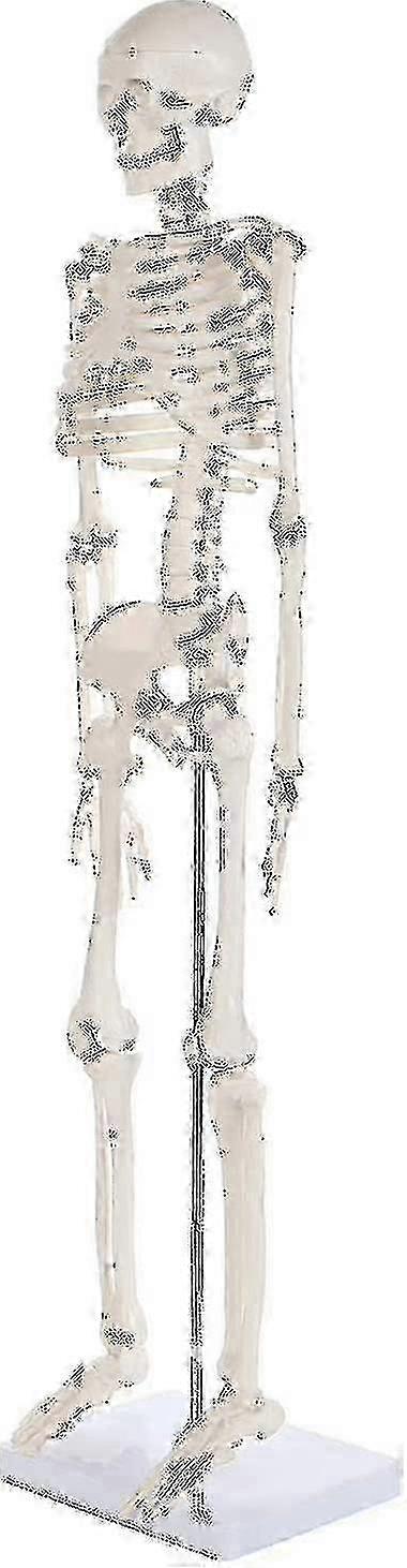 Ανθρώπινο μοντέλο σκελετού με τη σπονδυλική στήλη Ενηλίκων Ιατρική διδασκαλία πρότυπο πλήρους ανατομίας σώματος