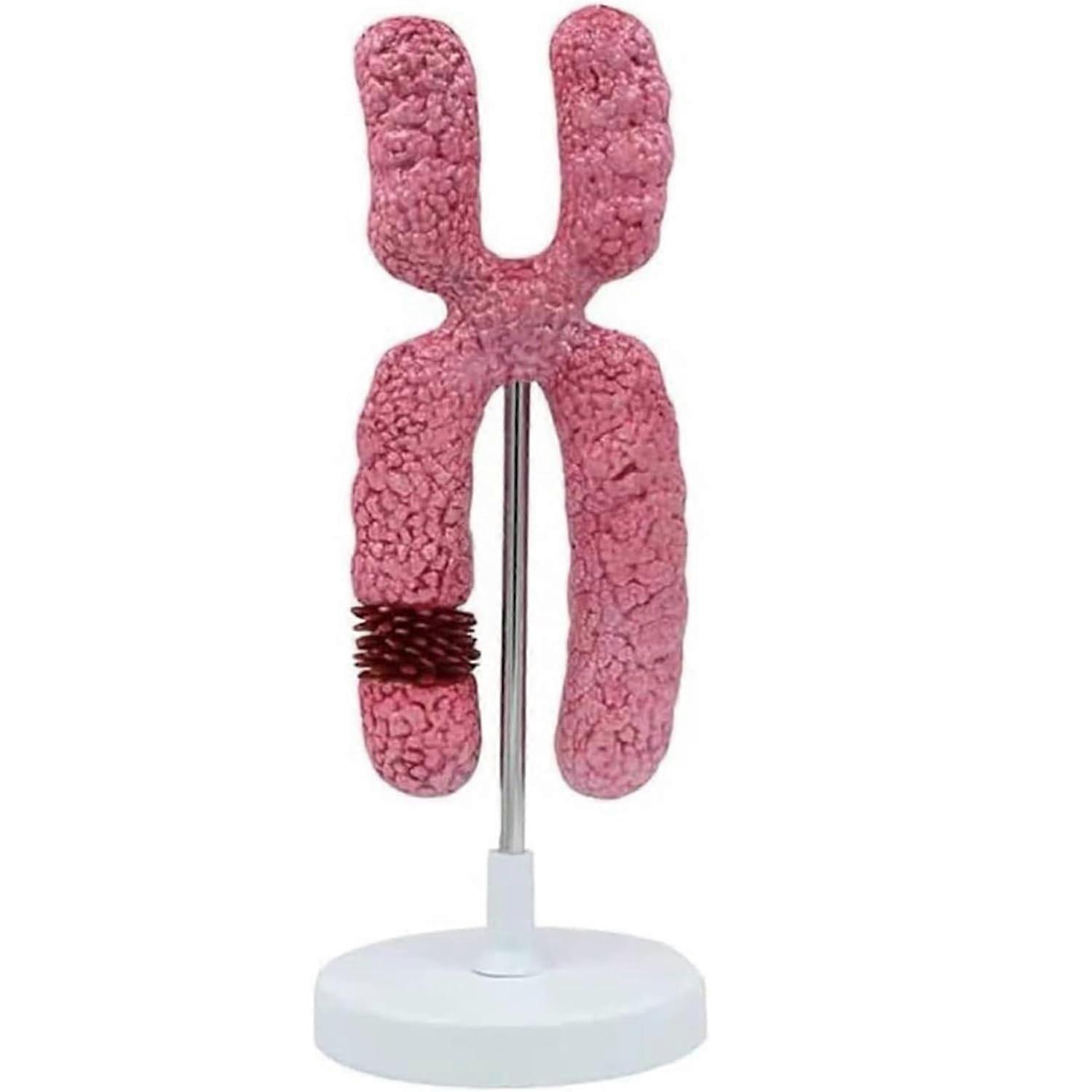 Human Chromosome Model for Biology Teaching, Enlarged X Chromosome Structure, Durable Classroom Display
