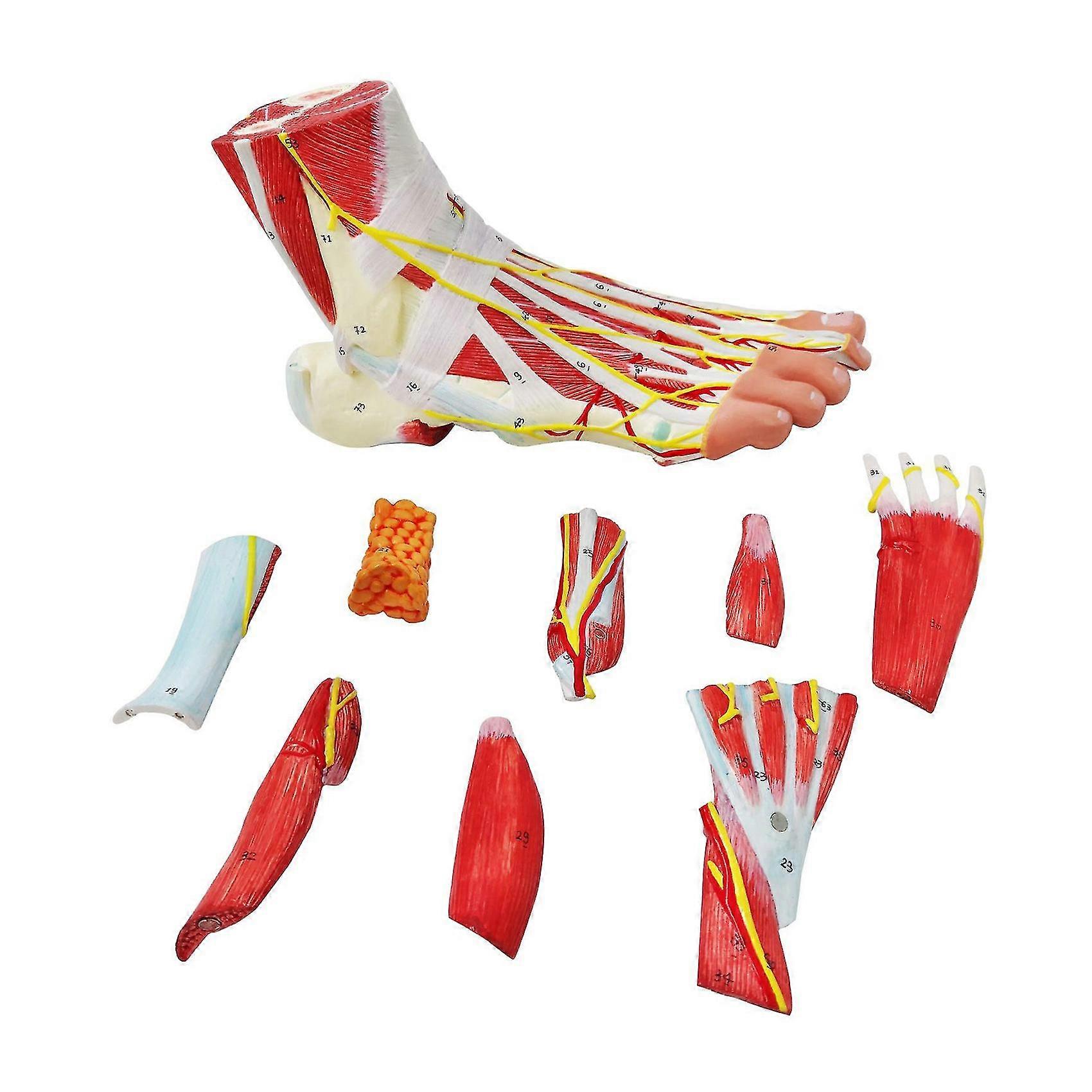 Human Foot Anatomical Model 9 dele med 81 digitale tegn, fodmuskler ledbånd blodkar nerver display