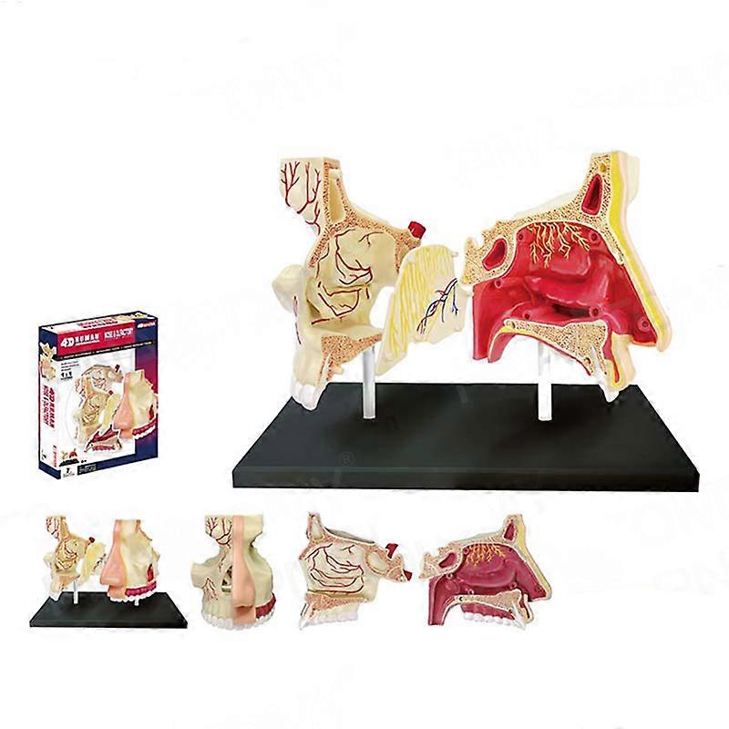 4D Human Body Model Removable Parts Education Organs Model For Teaching Study Class Students