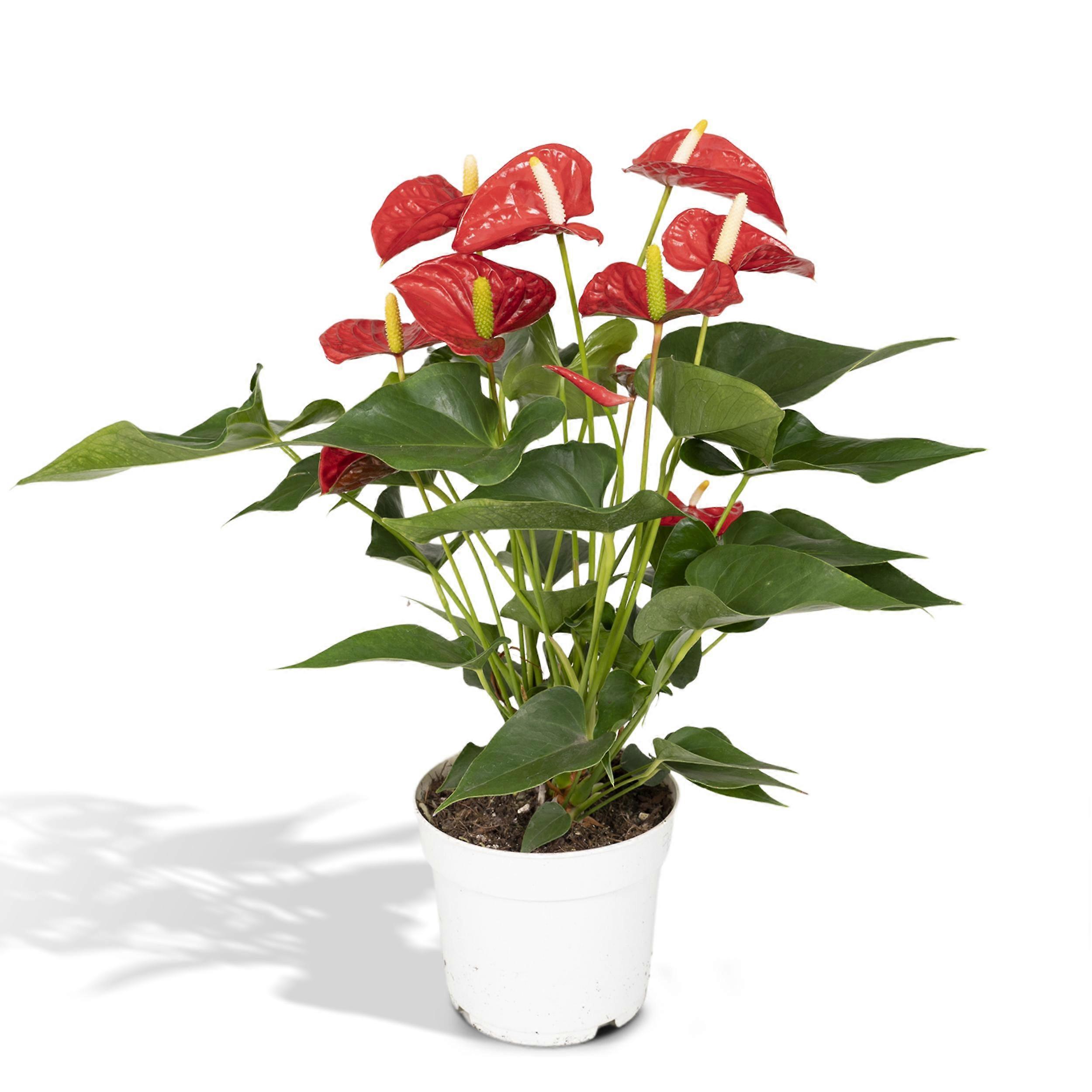 Anthurium Red - Plameňák - 45-55cm - Ø18cm