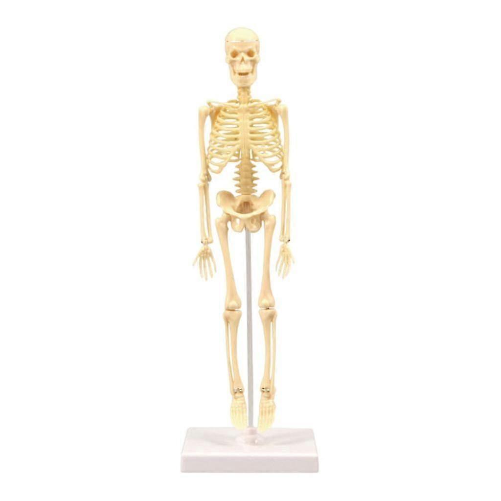 Human Anatomical Anatomy Skeleton Model Education Display Skeleton Models