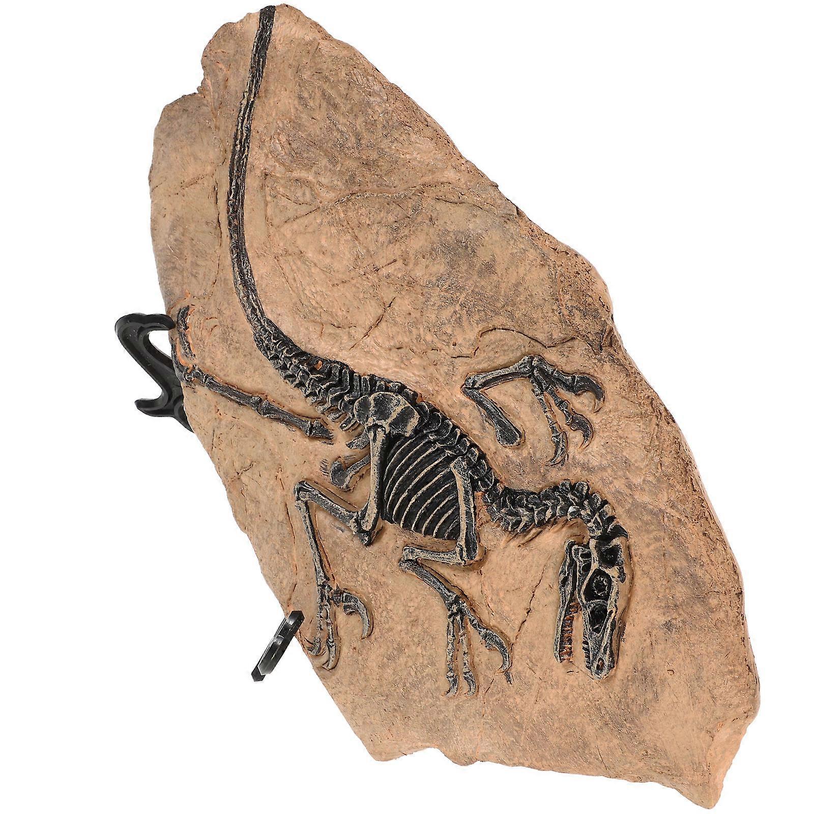 Dinosaur Fossil Resin Specimen Ornaments for Decoration 2Sets Models