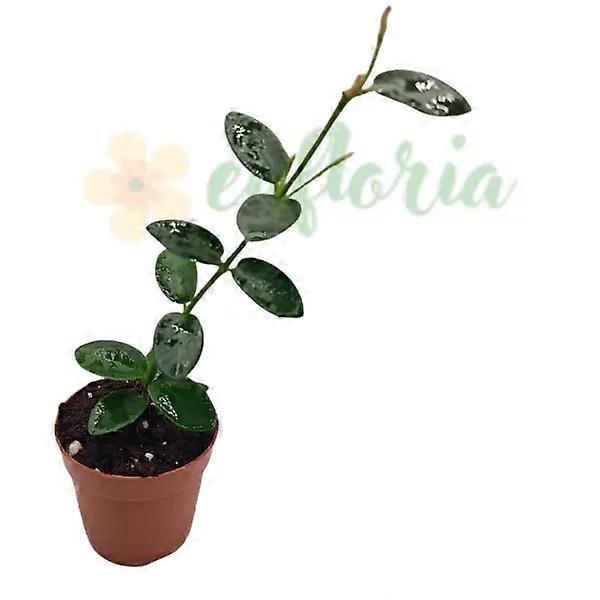 Hoya cumingiana Ø6cm