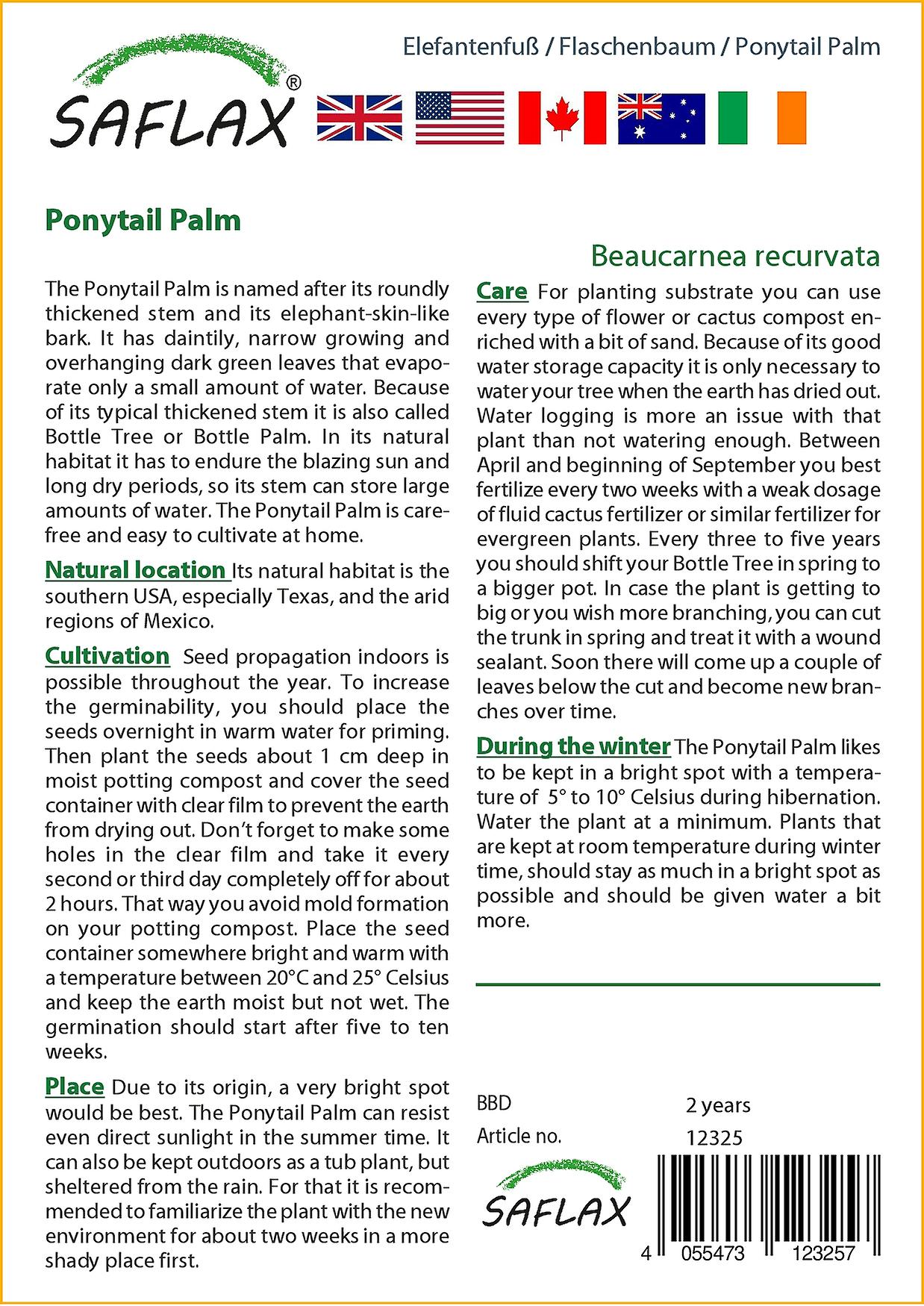 Plant De Pied D’éléphant - Beaucarnea Recurvata - Boutique Végétale