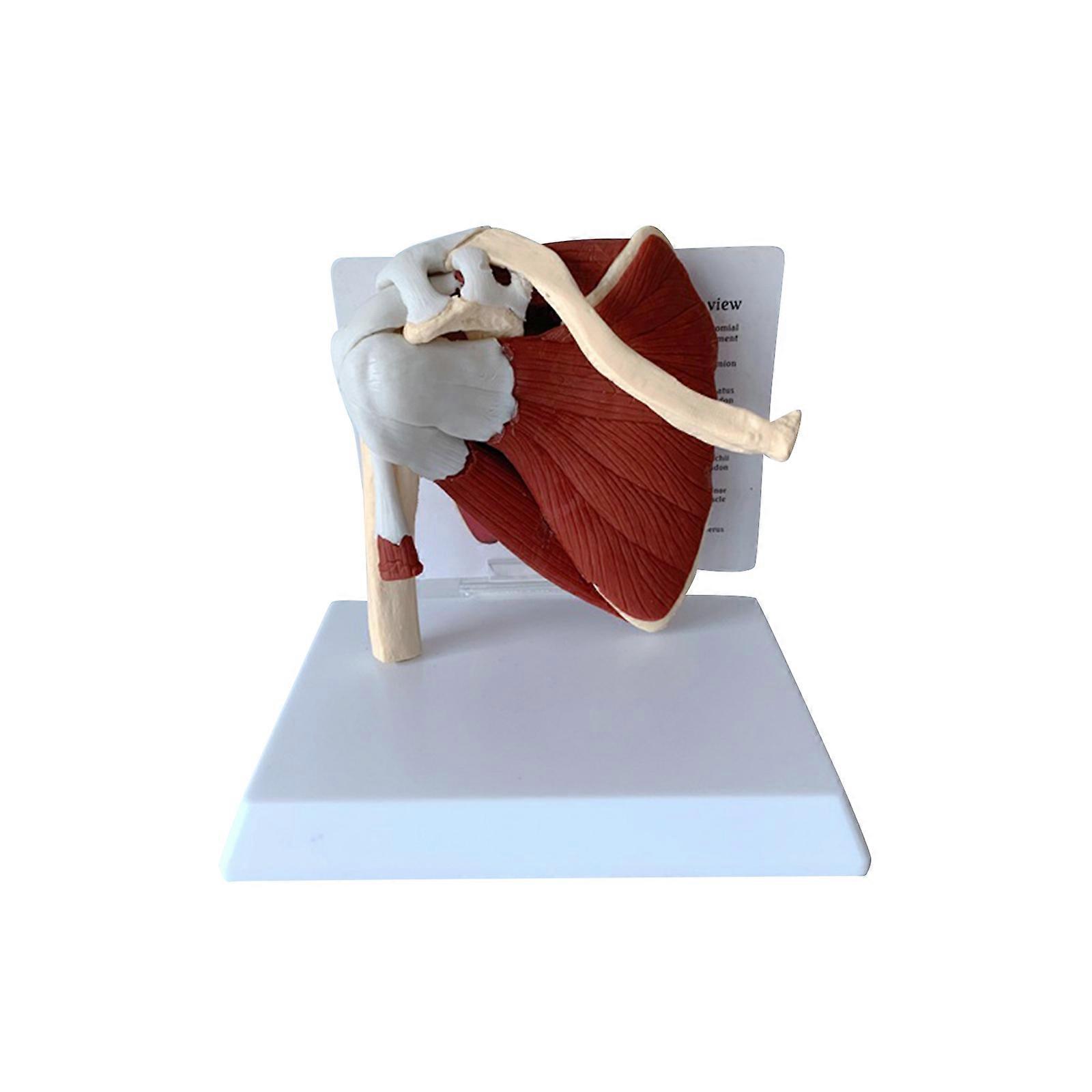 2023 NEW Shoulder Joint Model - Human Shoulder Joint with Muscle Anatomy Model