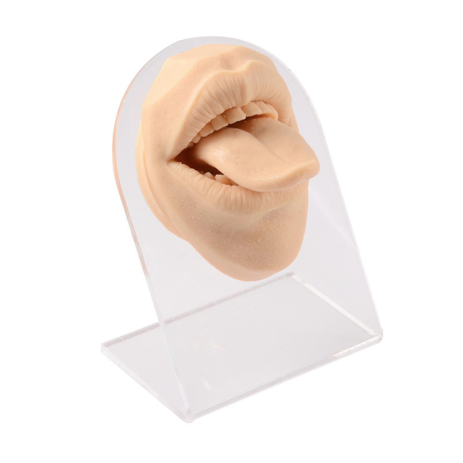 Silicone Mouth tongues Model body Displays Practicing Teaching Tool White