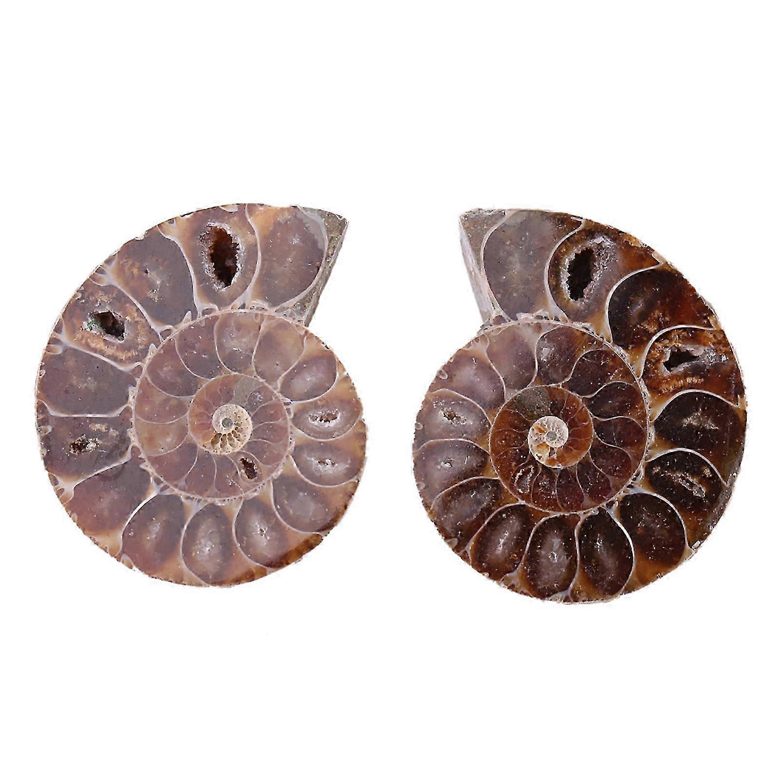 2025 2Pcs Ammonite Fossil Specimen Shell Madagascar Natural Stones and Minerals(4CM)