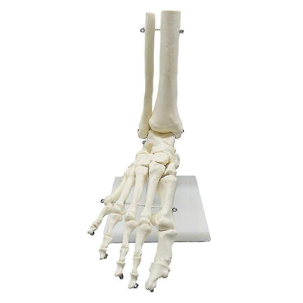 1:1 Human Skeleton Foot Anatomy Model Foot and Ankle with Anatomical Model Anatomy Teaching Resourc