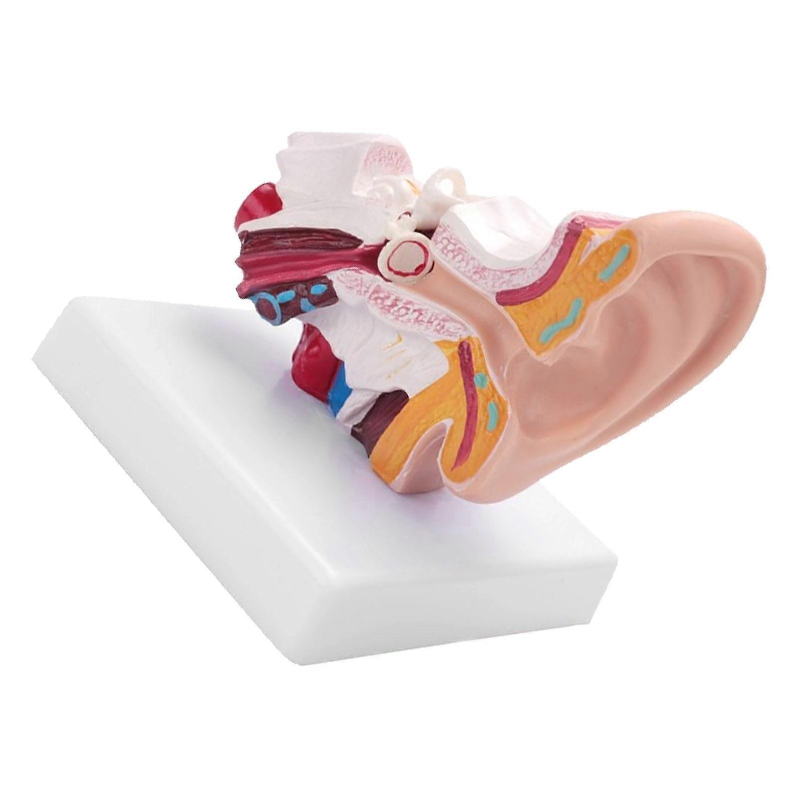 thumbnail image 2 of Canine Ear Anatomy Model - 2-Sided PVC Dog Ear (Healthy & Infected) For Veterinary Teaching 2 of 13