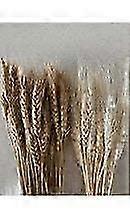 Dried Wheatgrass for Healthy Living
