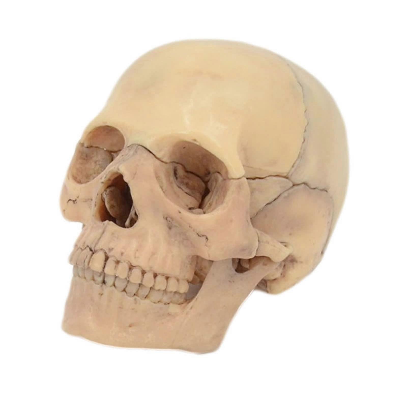 4D Assembled Removable 15Piece Skull Model for Medical Teaching, Learning