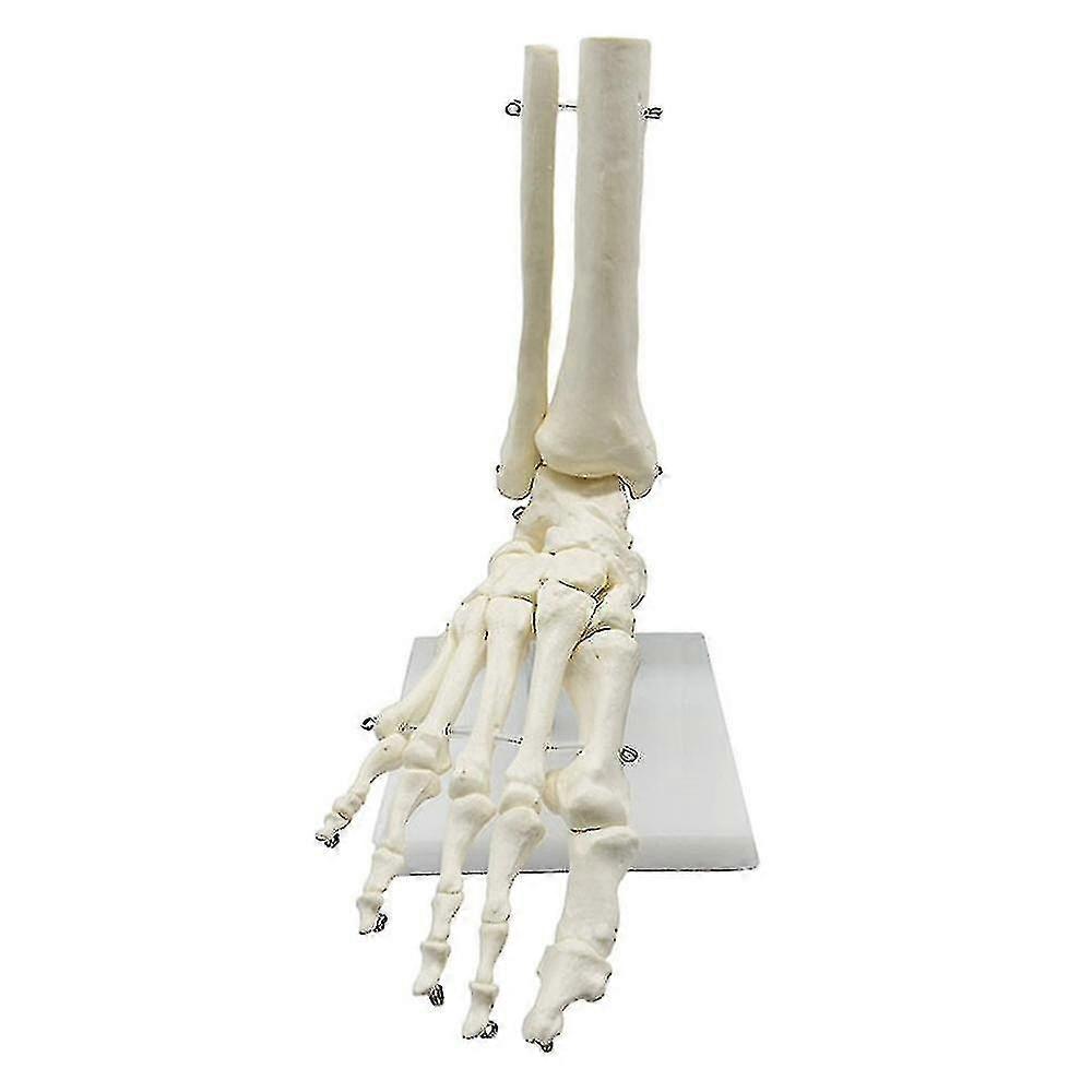 Modello anatomico del piede e della caviglia con scheletro umano in scala 1:1 con modello anatomico. Risorsa didattica per l'anatomia.