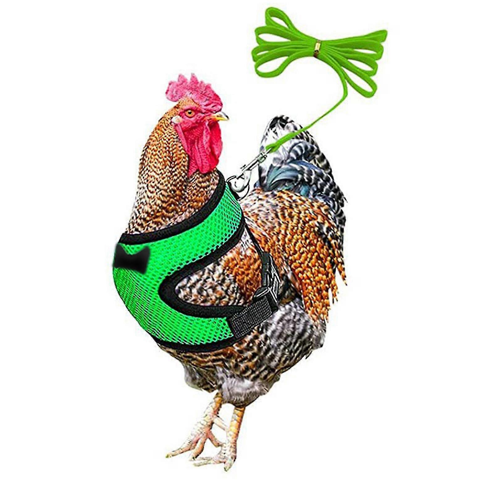 Chicken Leash Pet Chicken Leash Pet Leash