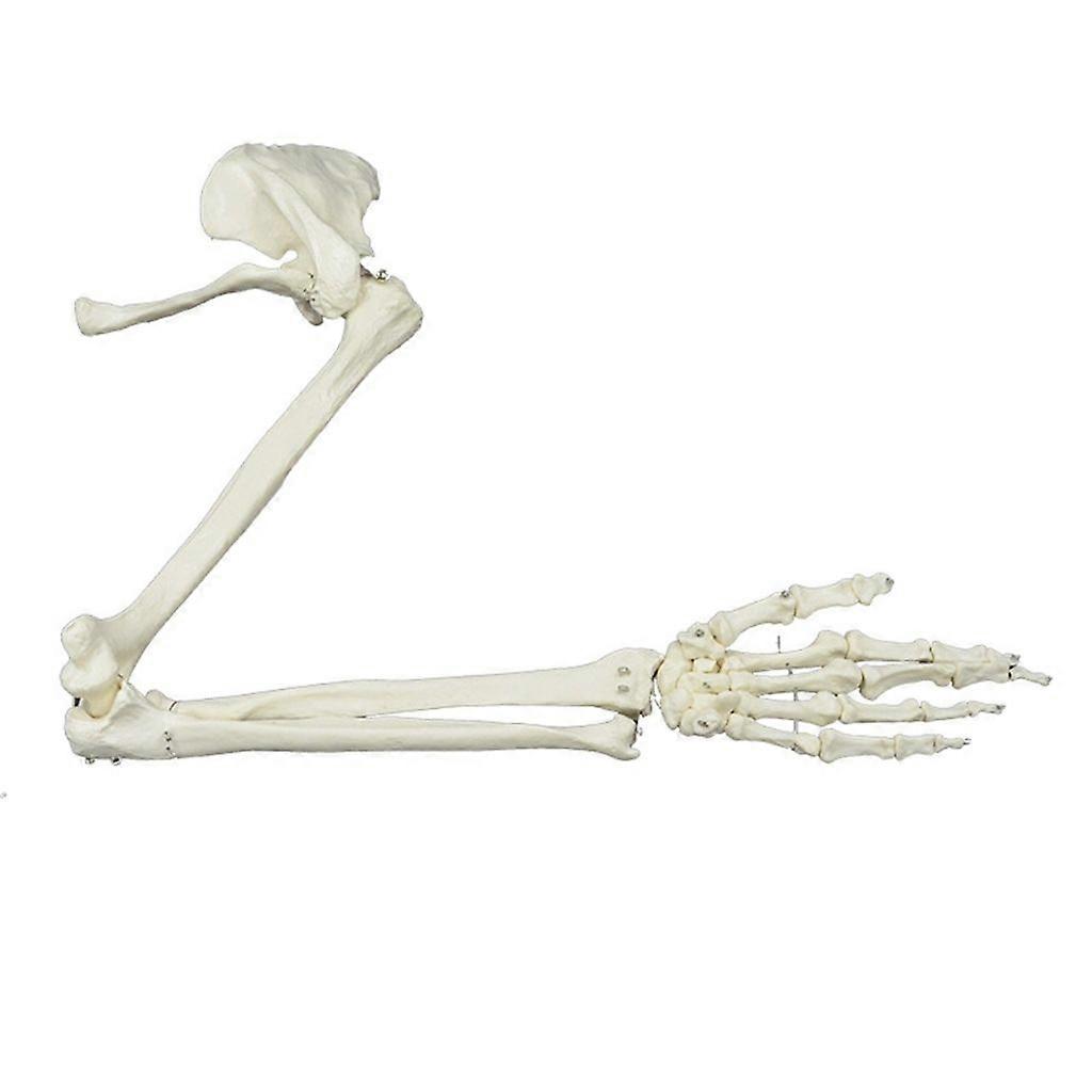 Life Size Human Arm Skeleton Model Anatomical Study Upper Limb Skeleton Model