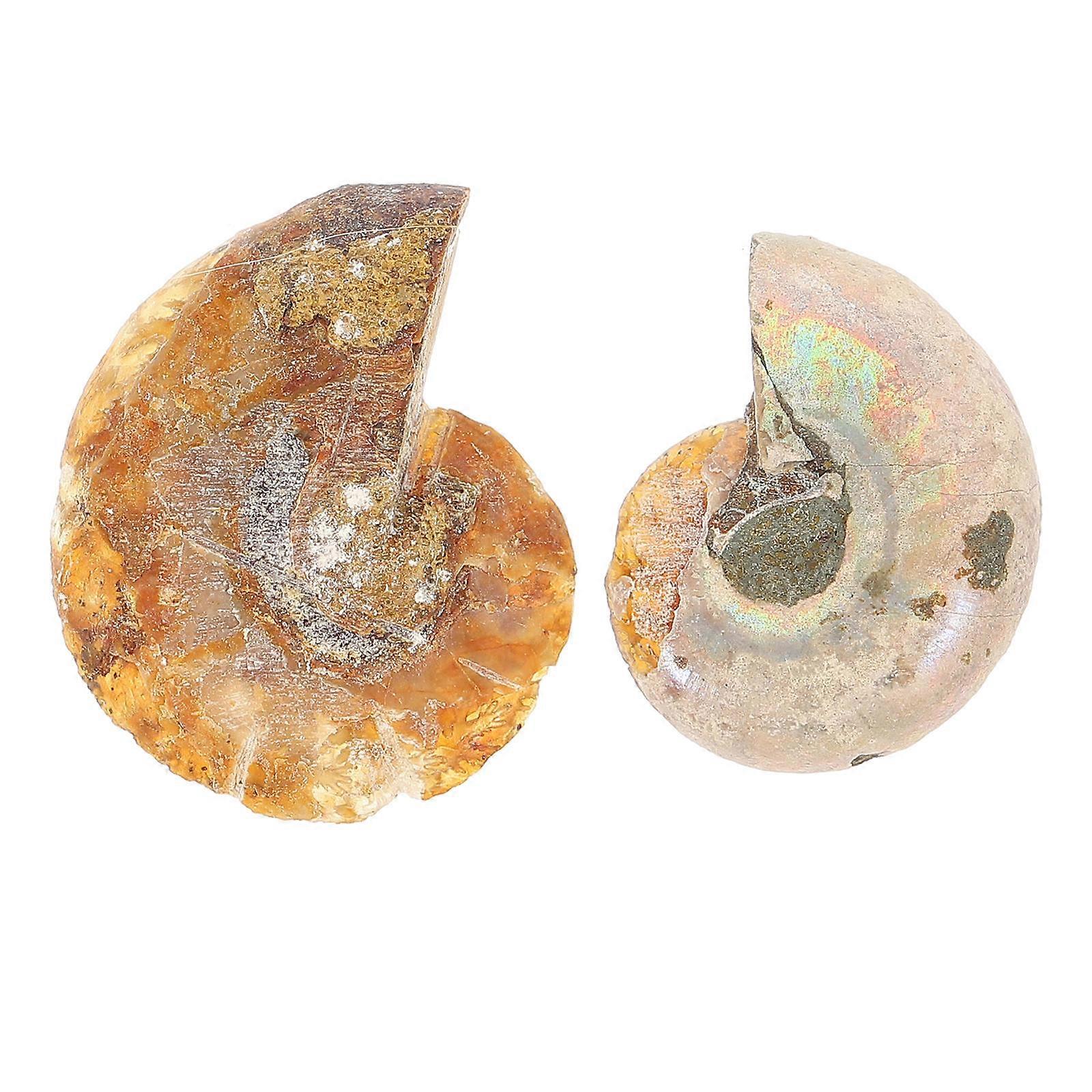 Ammonite Specimen Teaching Tool for Decoration 2Pcs