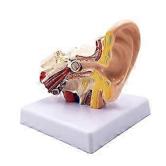 1.5X Human Ear Anatomy - Professional Desktop Inner Ear Structure Simulation for Education