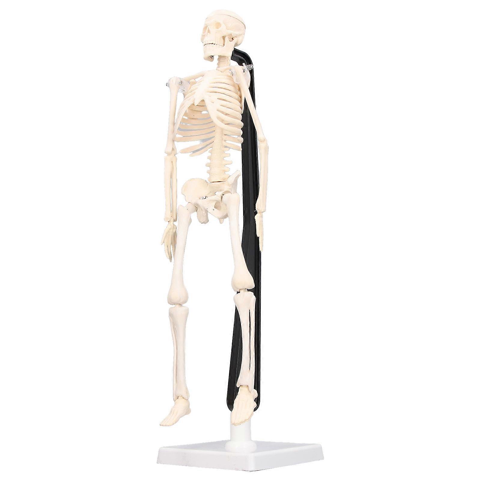 Human Skeleton Model 42cm Detachable PVC Mini Teaching Tool