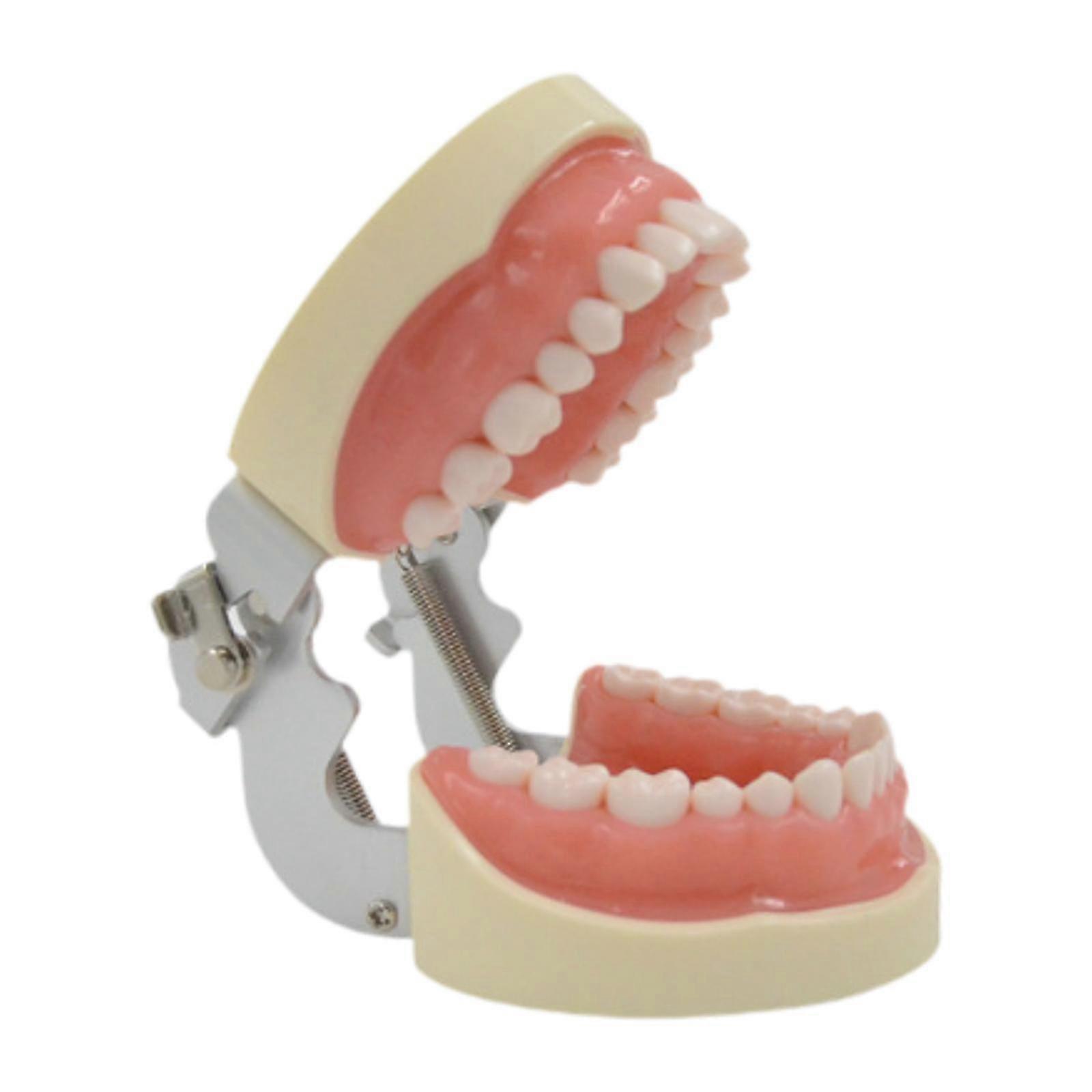Tooth Model Adults Educational Clean Display Study Demonstration Tooth Model
