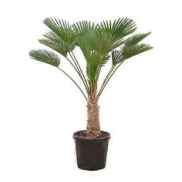 Trachycarpus wagnerianus - 115-130cm - Ø30cm