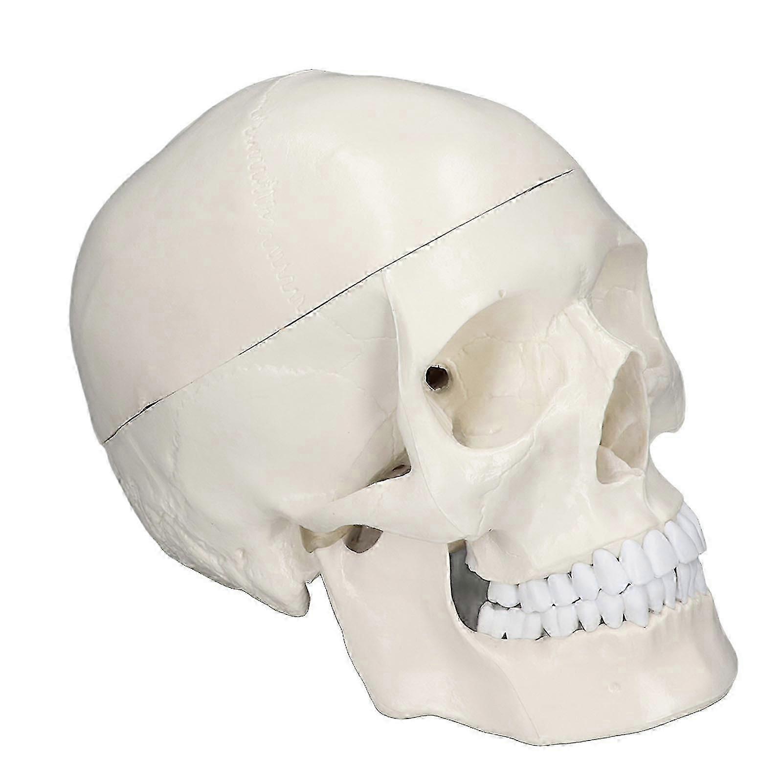 Human Head Removable Pvc Anatomy Learning Tool 1:1 Scale -GDZD