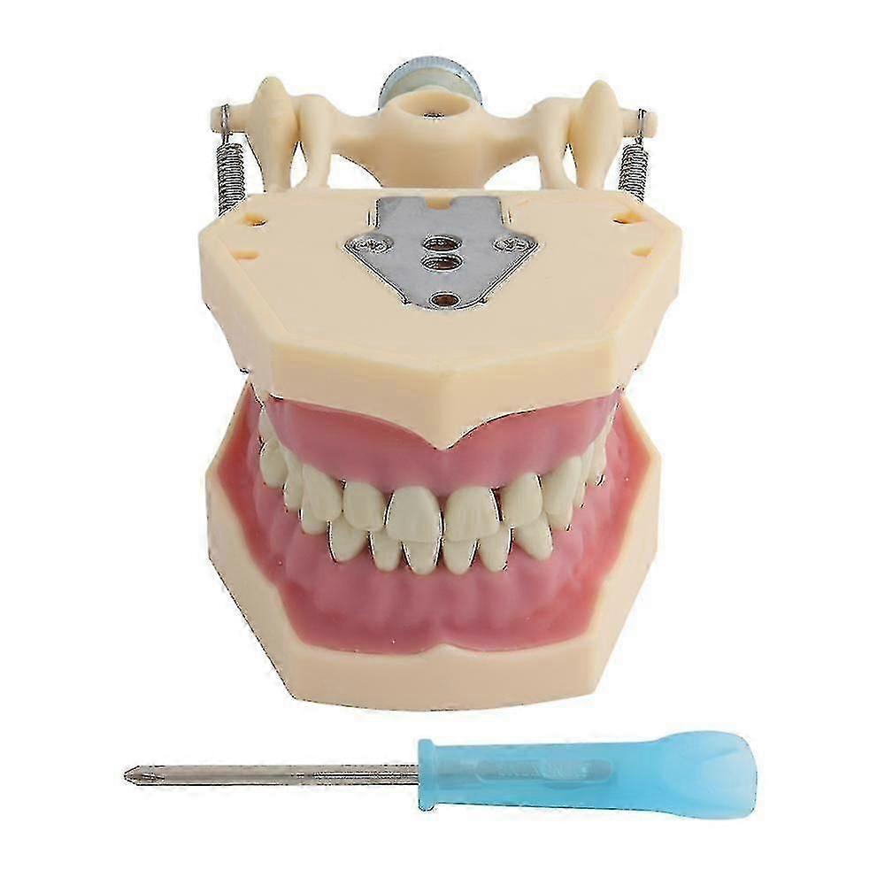 Dental Model Teeth Model Fit Frasaco Dental Teaching Model Standard Model With 32pcs Screw-in Teeths Demonstration j.s