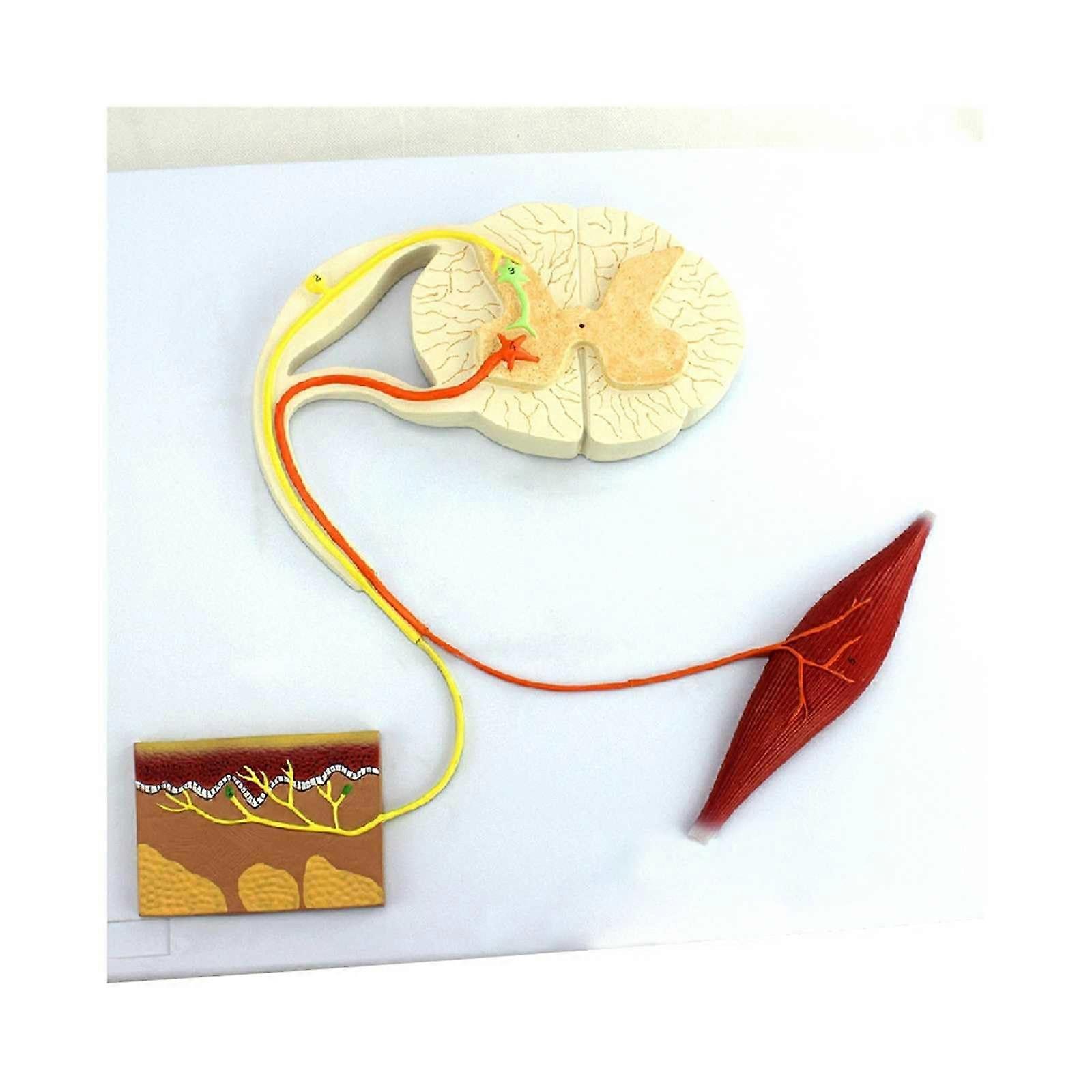 Reflex Arc Model with Enlarged Visual Display and Clear Pathway Labeling for Classroom Teaching