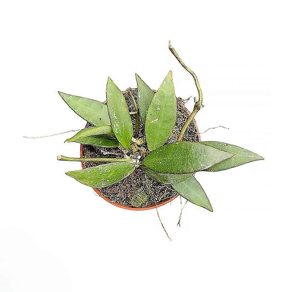 Hoya lacunosa Ø7cm