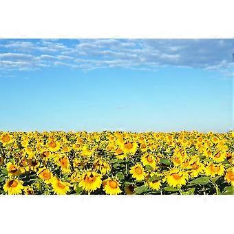 Sunflower Field Blue Sky Provence France Jigsaw Puzzle Brain Teaser SC341