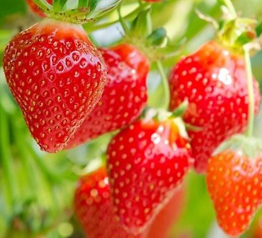 Eper Hapil. A szezon elejétől közepéig.