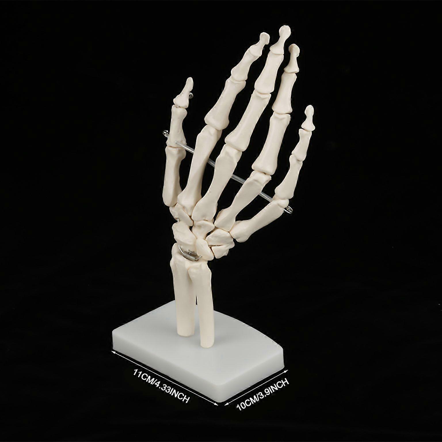 hand skeleton model Medical Anatomical Life size Human Hand Joint Study Skeleton
