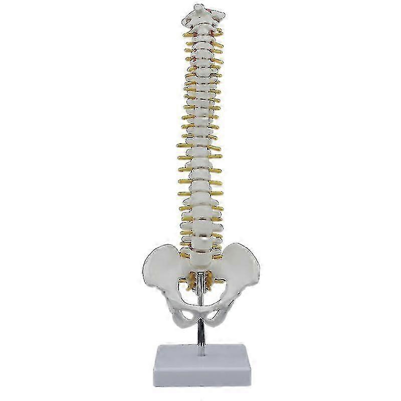 45cm Human Spine With Pelvic Human Anatomical Anatomy Spine Spinal Column +stand Fexible-Good