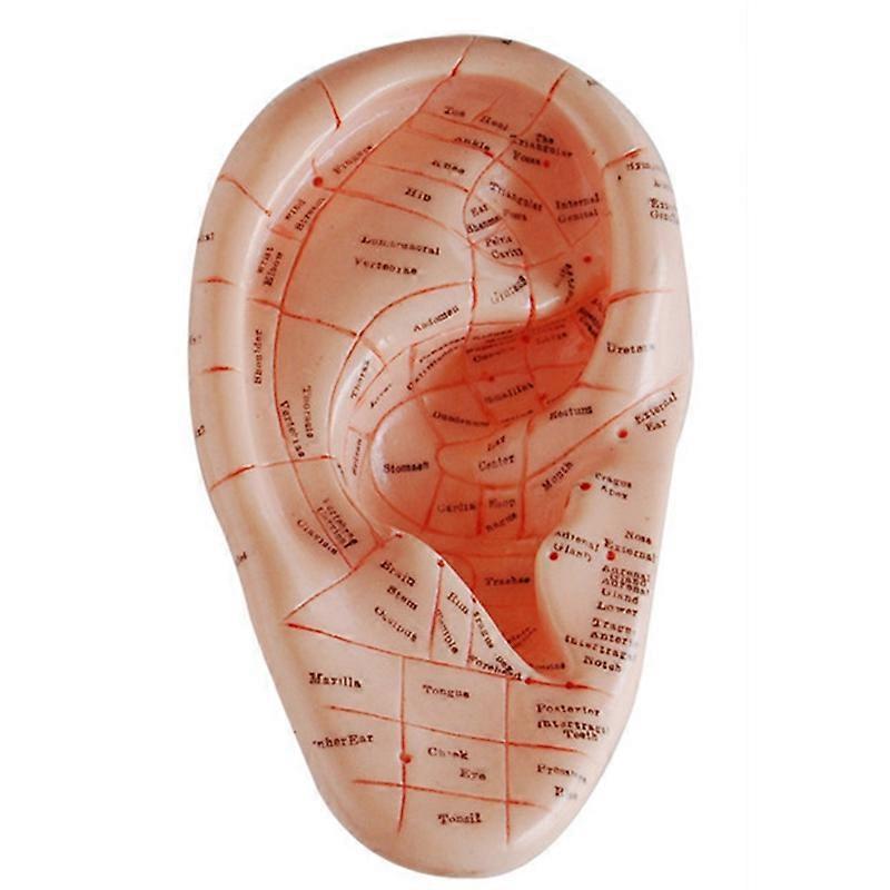 Engelsk version Ear Akupunktur Öronnålar Modell Auricular Points Model