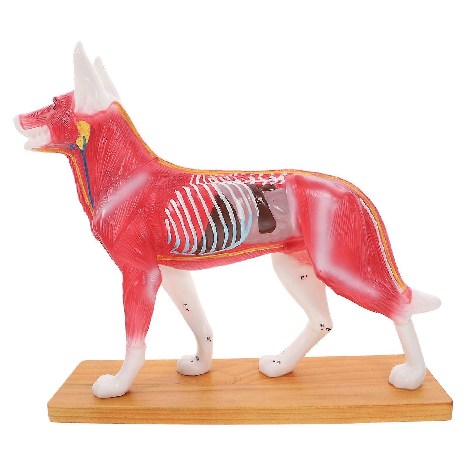 Model akupunktury psa Model anatomie psa pro studenty učitelství