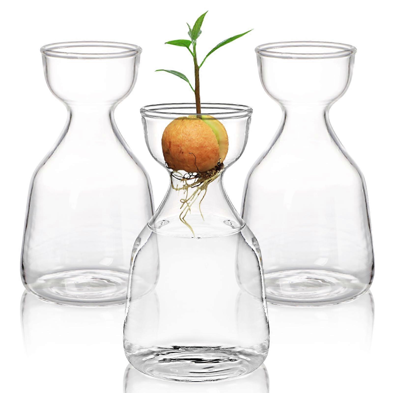 3 Pack Avocado Seed Starter Glass Vases Set for Growing with Transparent Root Viewing Design