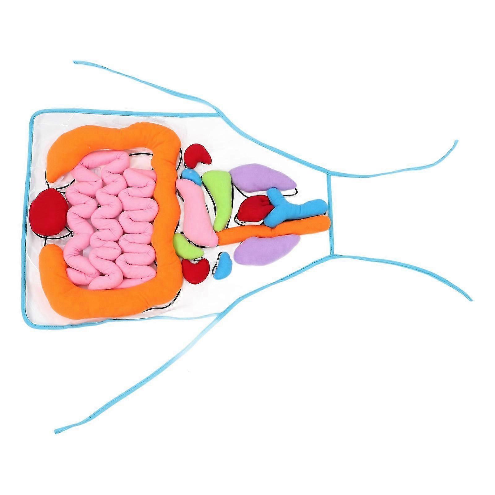 Children Learning Apron 2Sets Human Organs Three-Dimensional Teaching Tool