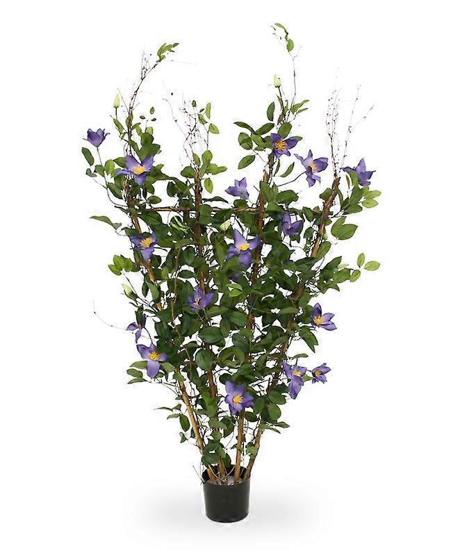Clematis hæk (125 cm)