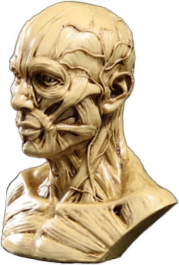 Human Bust Sculpture Statue Resin Bust Artist Model Decor Brown Plaster Cast Style Sketch Reference