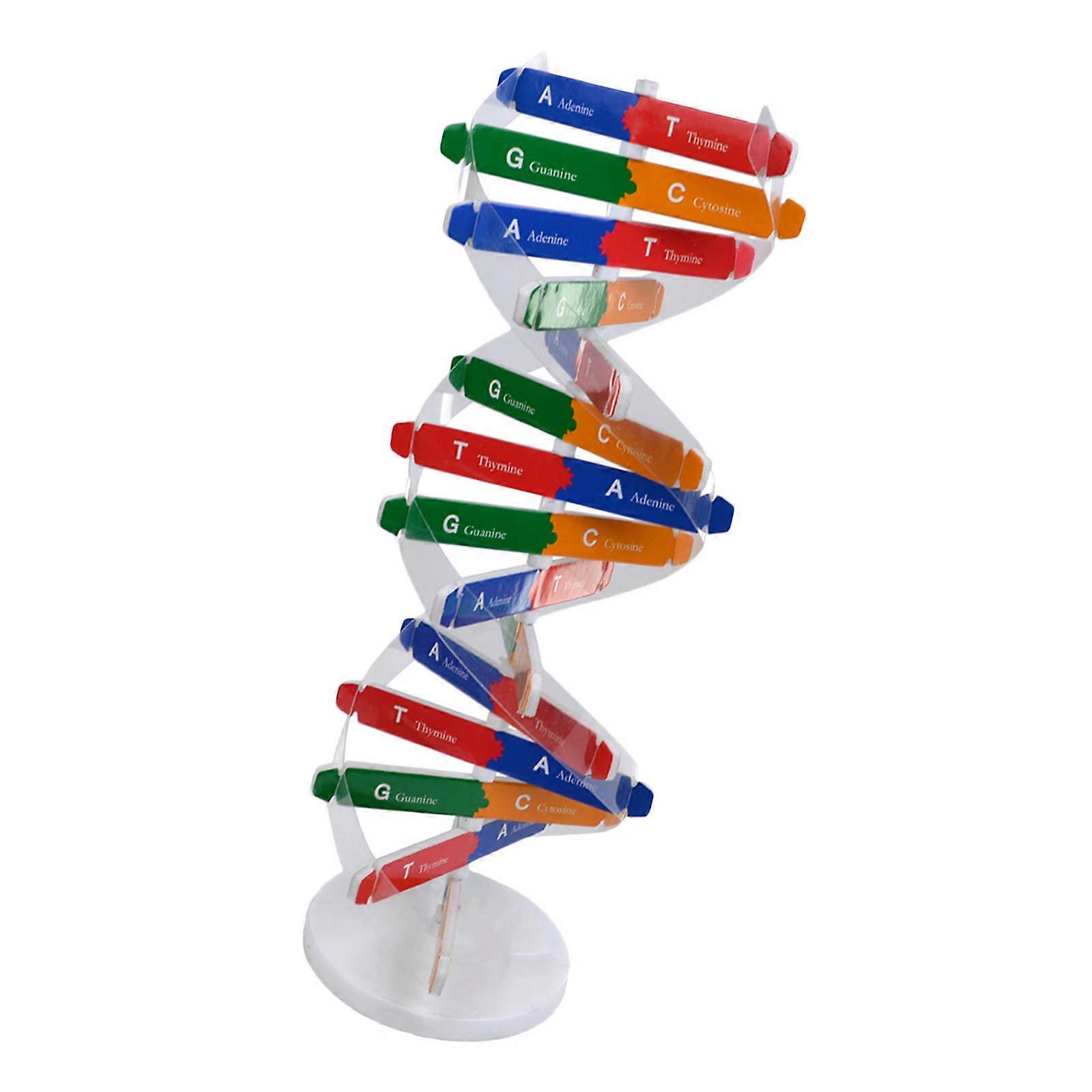 Scientific Learning Toy Dna Model for Kids Assembly Human Genes 2Sets