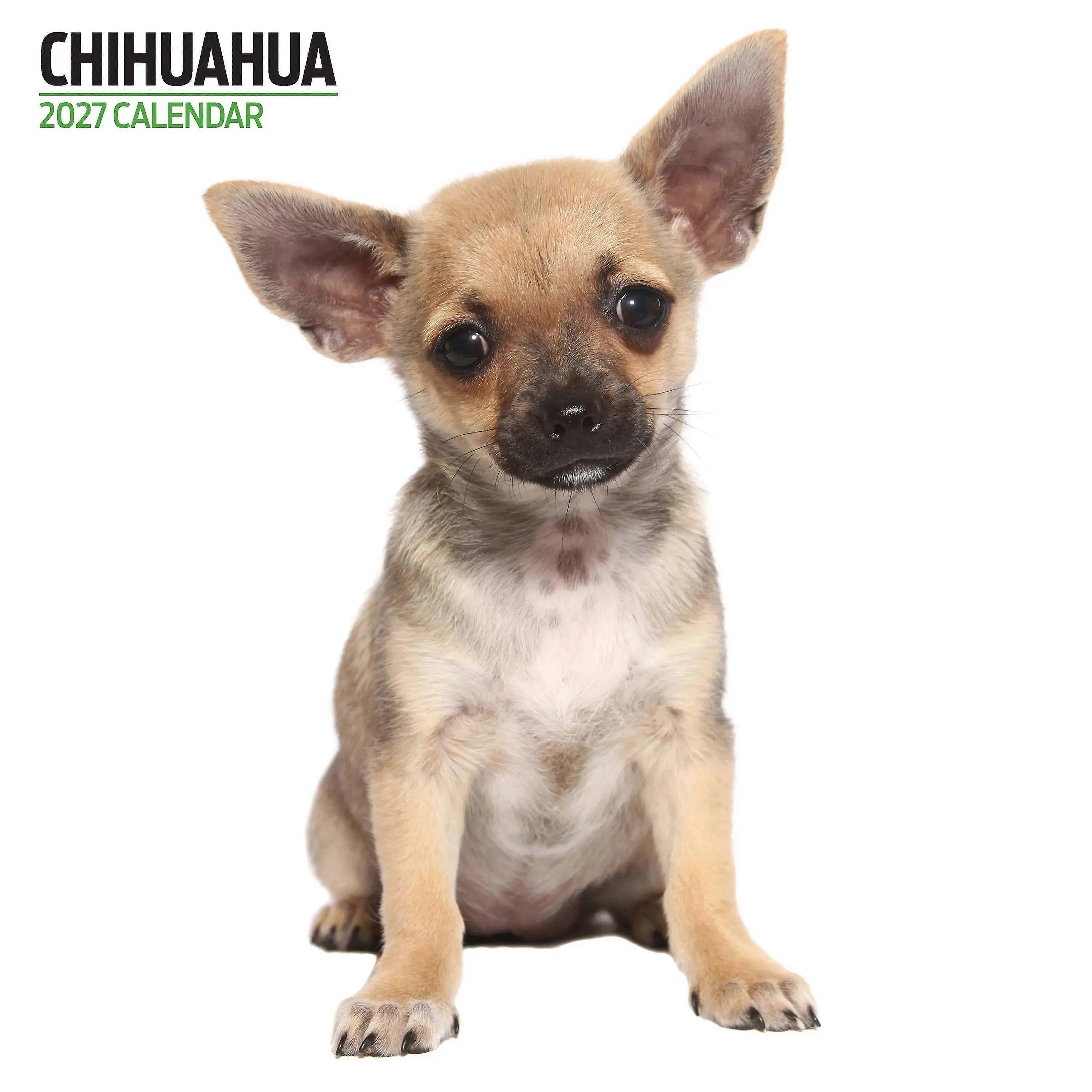 Magnet & Steel Magnet & Steel Chihuahua Modern Calendar 2026