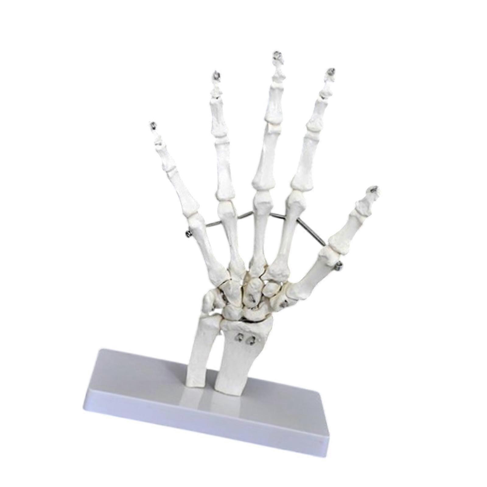 Human Joint Model Realistic Teaching Tool