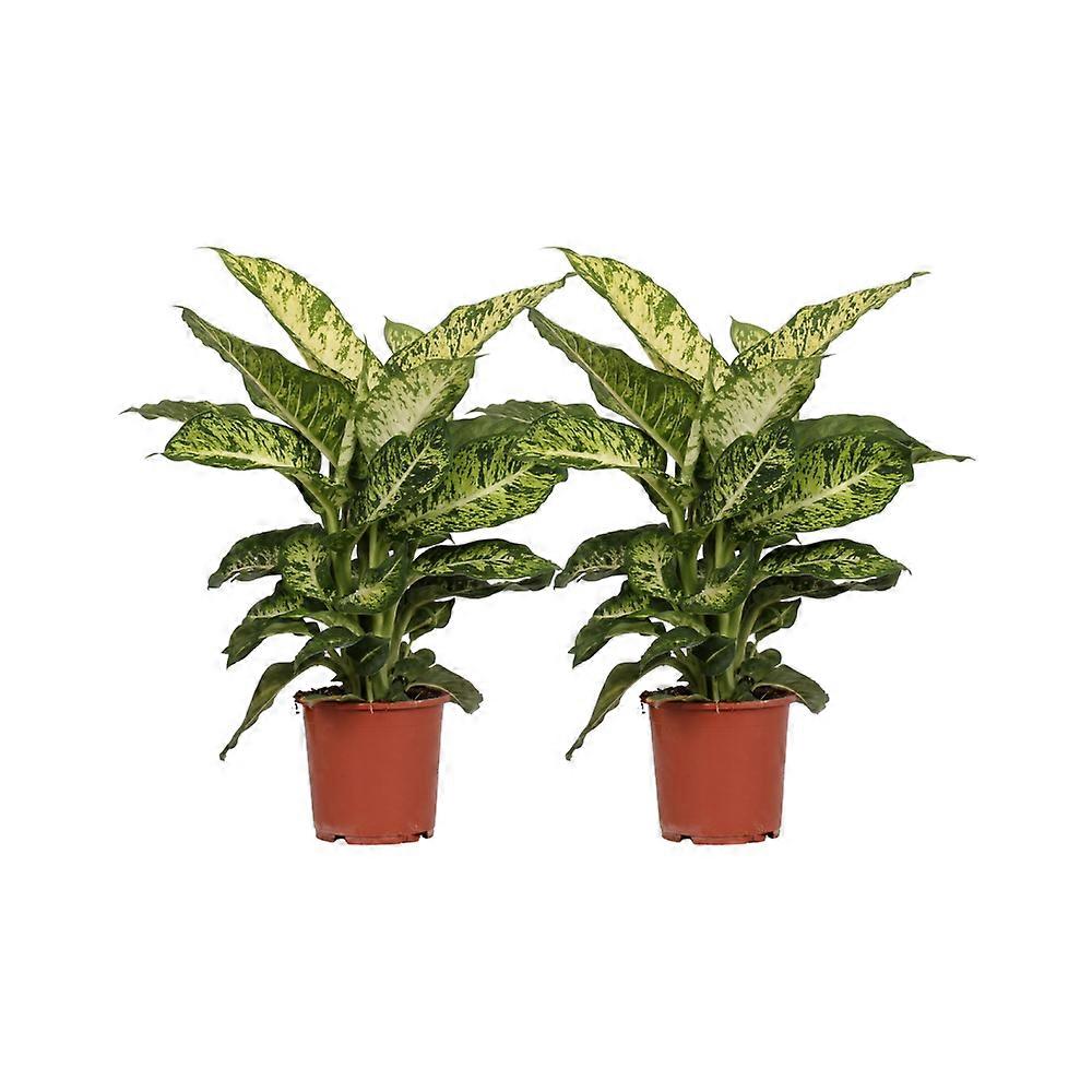 Dieffenbachia Marte | 2 bucăți - 40-50cm - Ø17cm