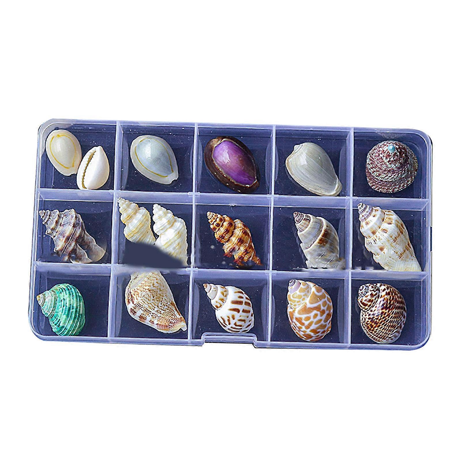 Transparents Storage Box Set Small Seashells Collection Display Box Shell for Home Decoration and Supplies