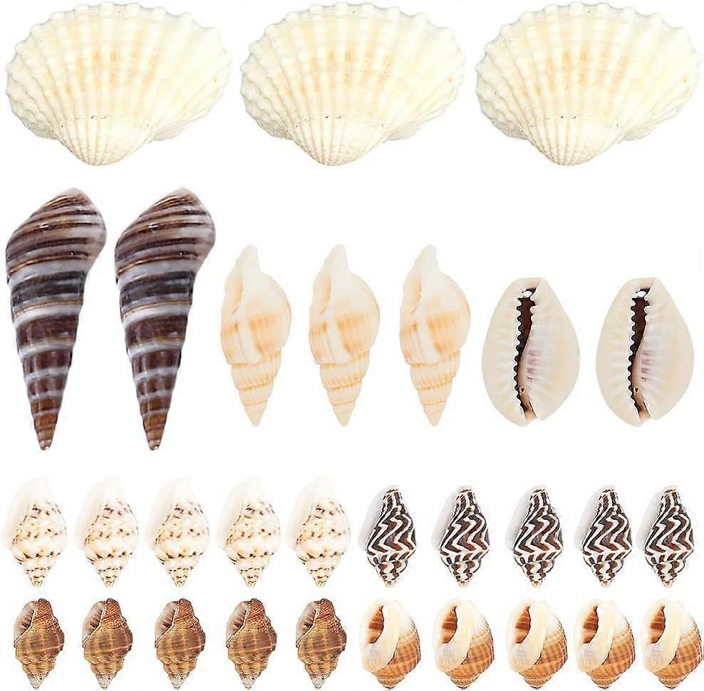 1 Box 8 Styles Mini Sea Shells Small Starfish Summer Hawaii Ocean Beach Seashell No Hole Conch Spiral Shell Beads Tiny Seashells for Home Wedding Outd