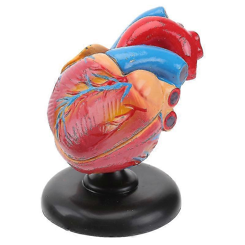 1pc Human Heart Model Inima Anatomic Model Spitalul Instrument de predare
